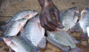 Burundi&#039;s Fish of Peace