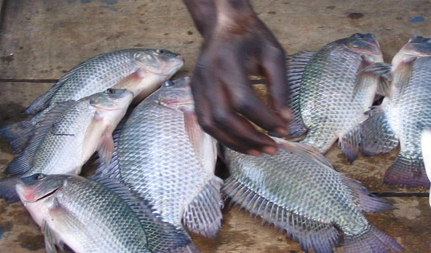 Burundi's Fish of Peace
